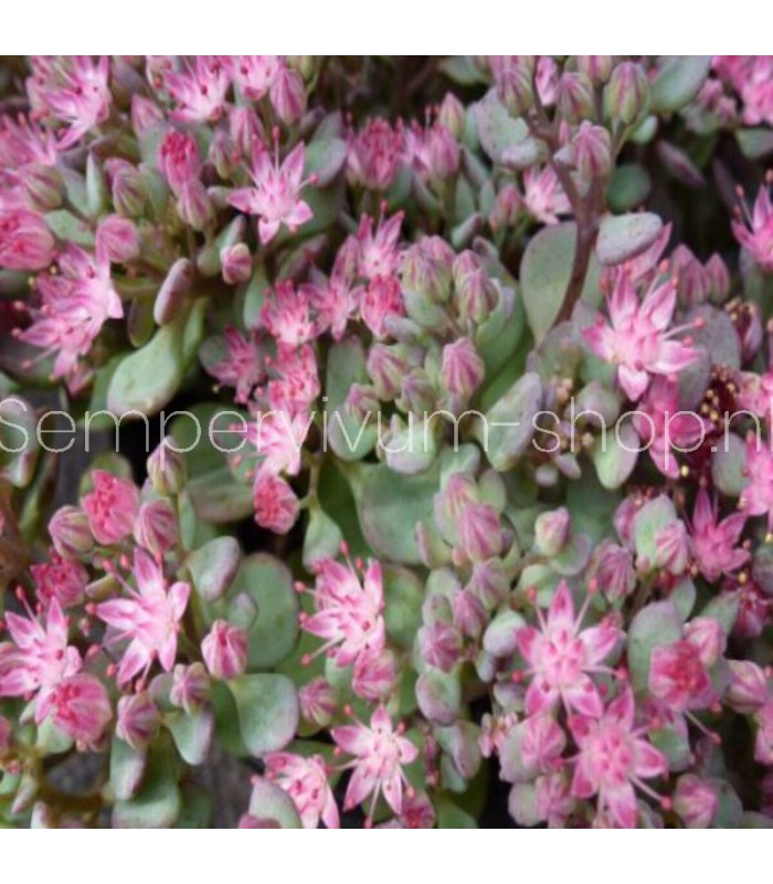 Sedum cauticola 'Lidakense'