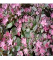 Sedum cauticola 'Lidakense'