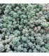 Sedum dazyphyllum 'Blue Cadet'
