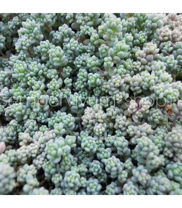 Sedum dazyphyllum 'Blue Cadet'