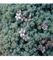 Sedum dazyphyllum 'Blue Cadet'