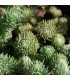 Sedum forsterianum