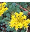 Sedum forsterianum