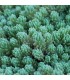 Sedum hispanicum 'Minus'