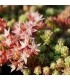 Sedum hispanicum 'Minus'