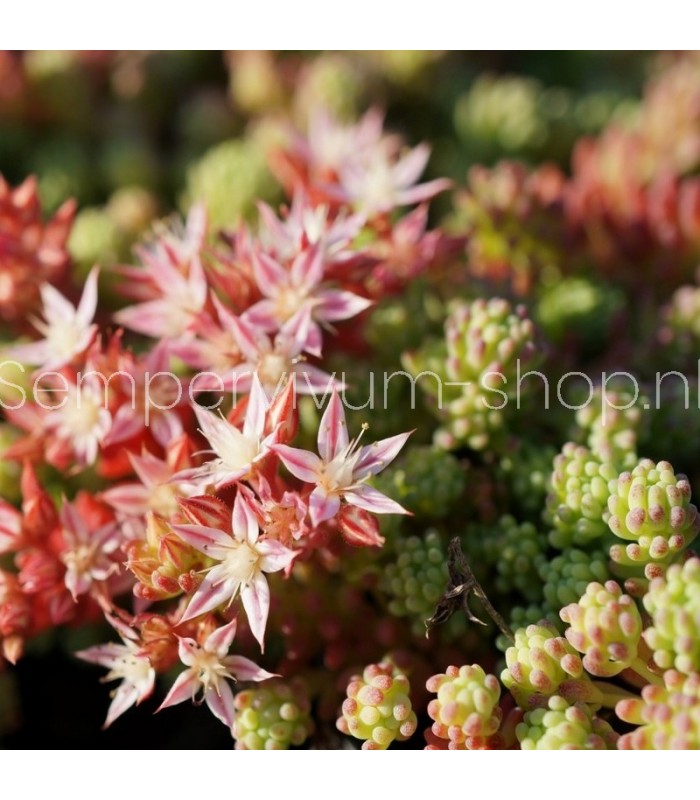 Sedum hispanicum 'Minus'