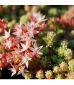 Sedum hispanicum 'Minus'
