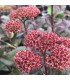 Sedum hylotelephium 'Orbid Bronze'
