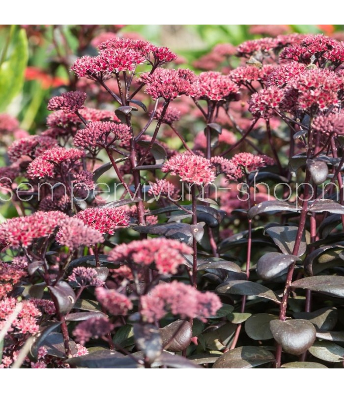 Sedum hylotelephium 'Orbid Bronze'