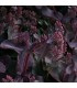 Sedum hylotelephium 'Purple Emperor'