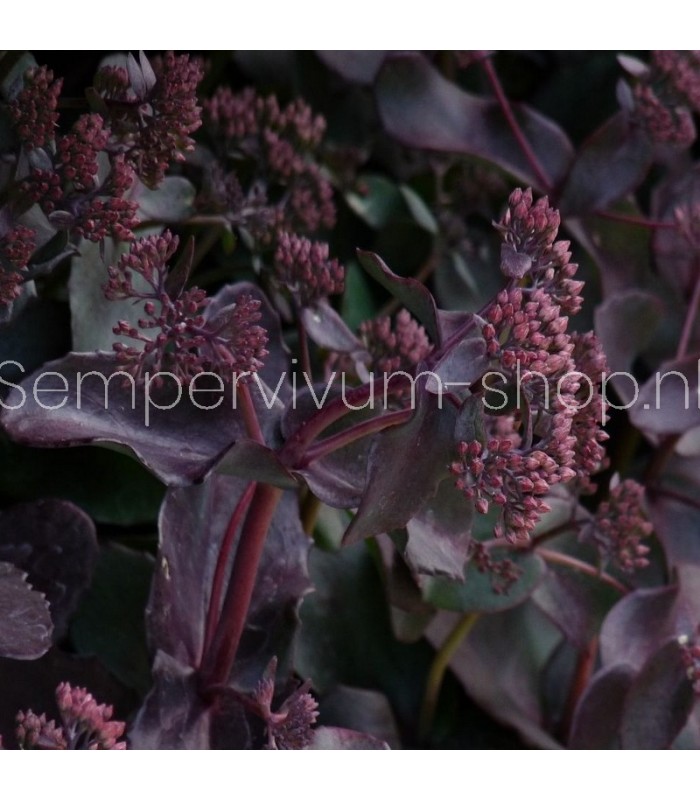 Sedum hylotelephium 'Purple Emperor'