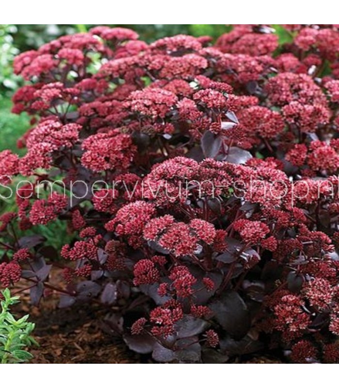 Sedum hylotelephium 'Purple Emperor'