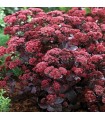 Sedum hylotelephium 'Purple Emperor'