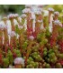 Sedum lydium 'Scotland'