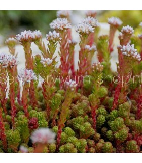 Sedum lydium 'Scotland'