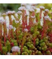 Sedum lydium 'Scotland'