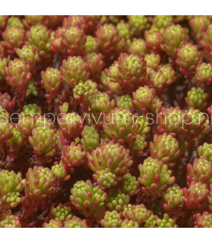 Sedum lydium 'Scotland'