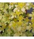 Sedum makinoi 'Ogon'