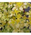 Sedum makinoi 'Ogon'