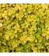 Sedum makinoi 'Ogon'