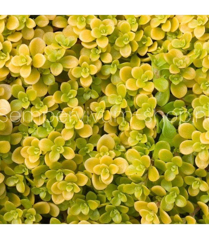 Sedum makinoi 'Ogon'