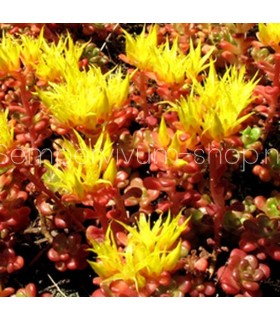 Sedum oreganum