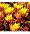 Sedum oreganum