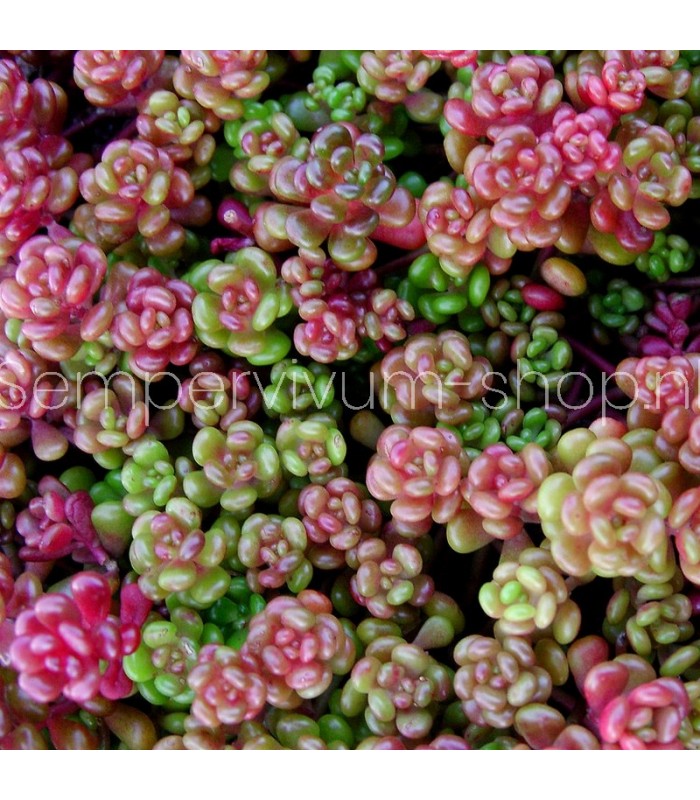 Sedum oreganum