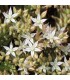 Sedum pallidum 'Turkey Form'