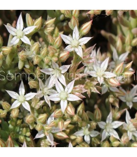 Sedum pallidum 'Turkey Form'