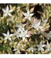 Sedum pallidum 'Turkey Form'
