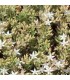 Sedum pallidum 'Turkey Form'