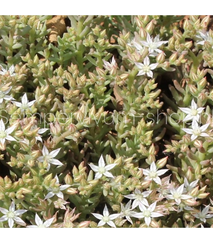 Sedum pallidum 'Turkey Form'