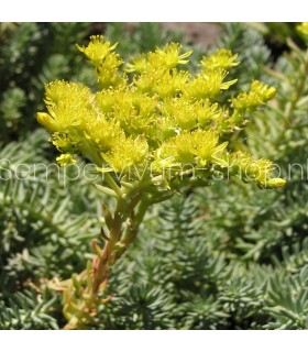 Sedum reflexum
