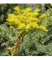 Sedum reflexum
