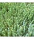 Sedum reflexum