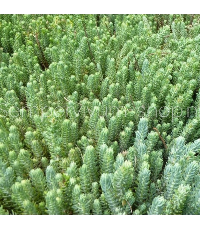 Sedum reflexum