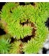 Sedum rupestre 'Cristata Green'