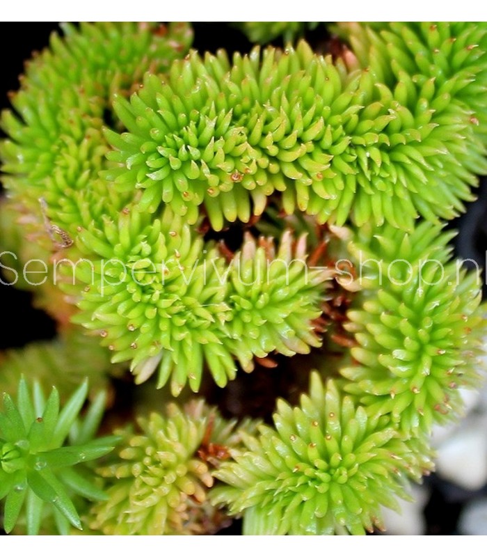 Sedum rupestre 'Cristata Green'