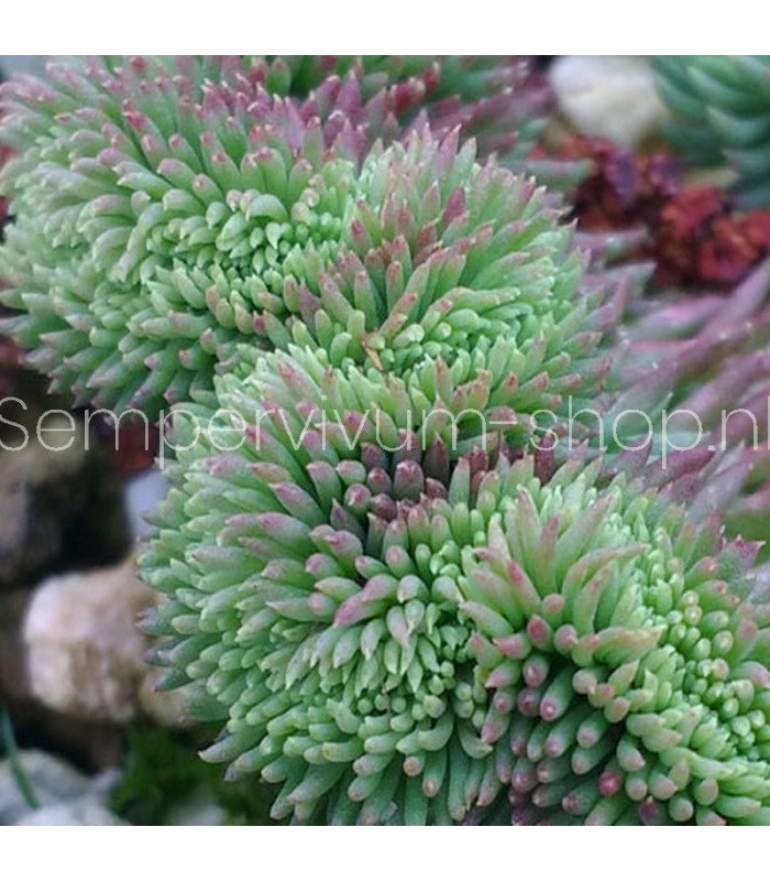 Sedum rupestre 'Cristata Aquamarine'