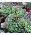 Sedum rupestre 'Cristata Aquamarine'