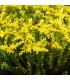 Sedum sexangulare