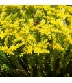 Sedum sexangulare