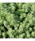 Sedum sexangulare
