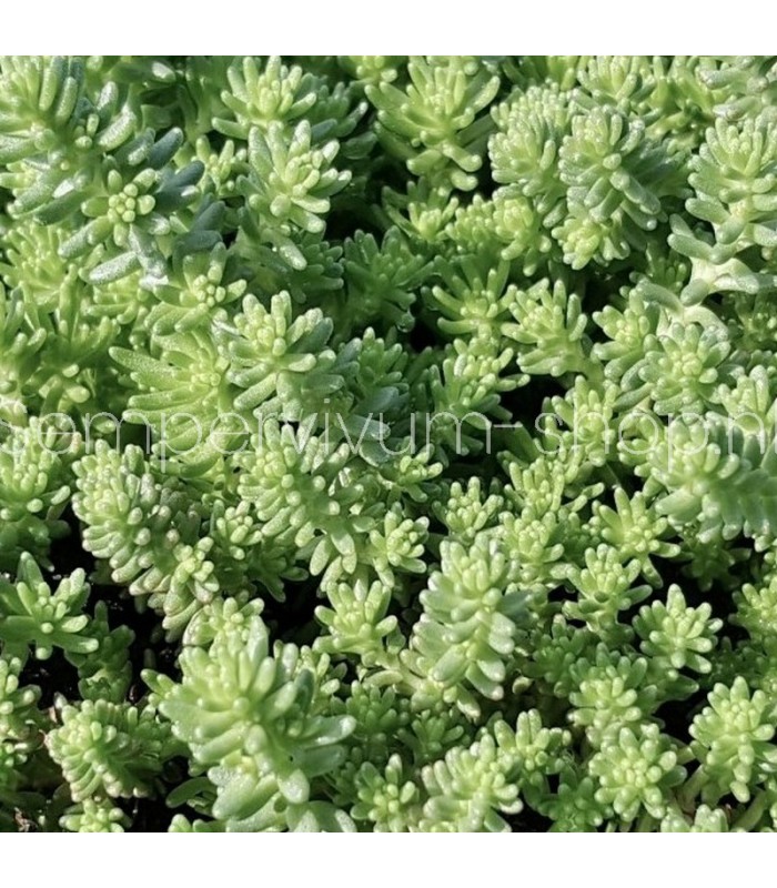 Sedum sexangulare