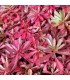 Sedum sichotense