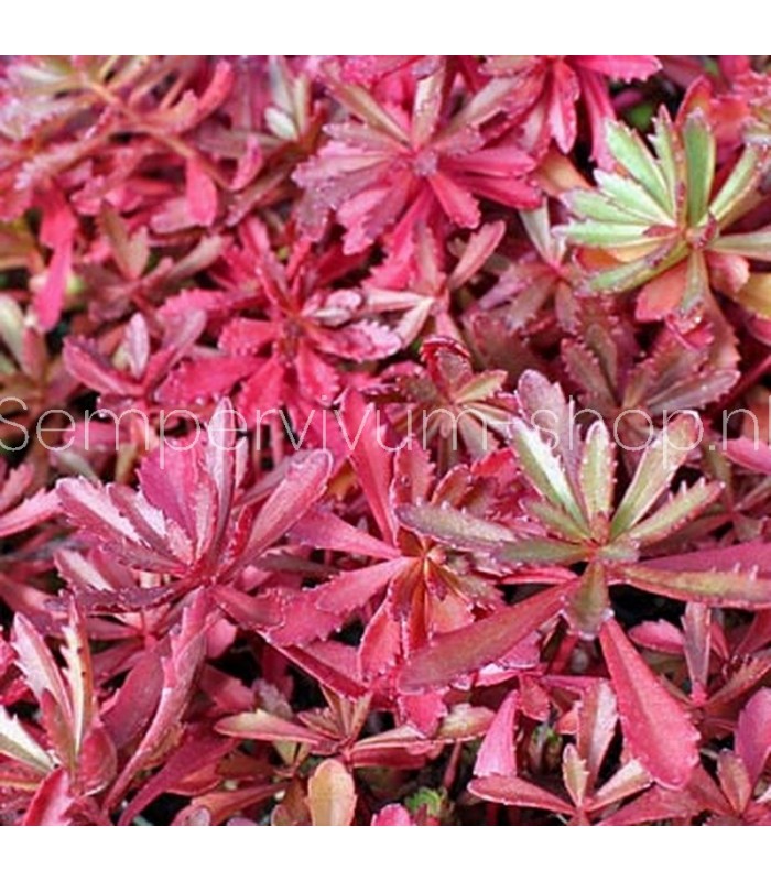 Sedum sichotense