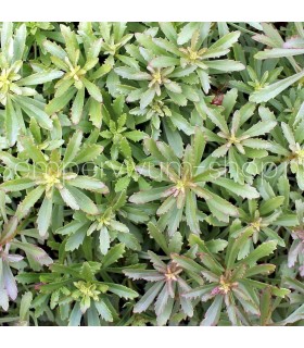 Sedum sichotense
