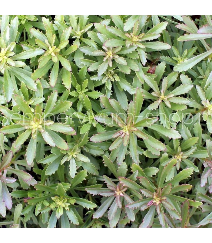 Sedum sichotense