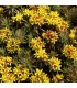 Sedum sichotense